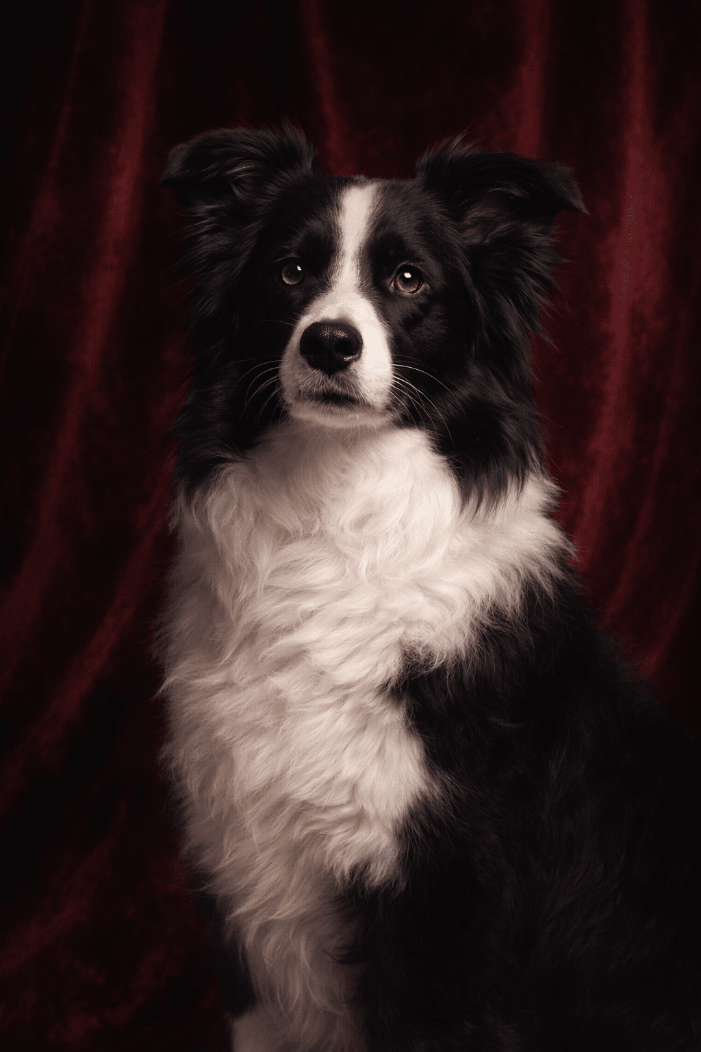 Velvet Backdrop